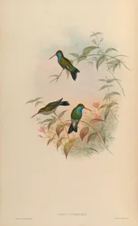 Circe latirostris = Cynanthus latirostris